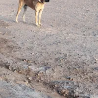 سگ سرابی گله اصل ۱۴ ماه فی ۸|سگ|پلدشت, |دیوار