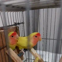 طوطی برزیلی صورت هلویی