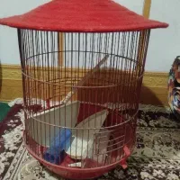 قفسه پرنده