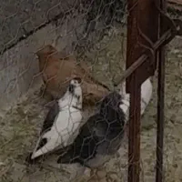 مگزی دمسفید باخت کرده