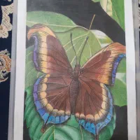 نقاشی پروانه