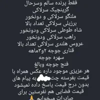 پرندگان زینتی قفسی لانه تاب دانه کف دریاوان ارزن|لوازم جانبی حیوانات|اردبیل, |دیوار