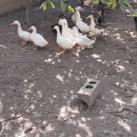 اردک مگ مگی|حیوانات مزرعه|قائمشهر, |دیوار