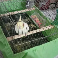 عروس هلندی مولد|پرنده|اندیمشک, |دیوار