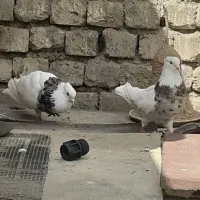 کبوتر|پرنده|مبارکه, |دیوار