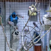 مرغ عشق و فنچ با قفس