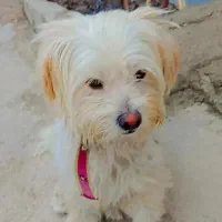 فروش سگ خونگی