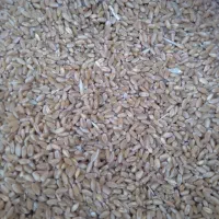 گندم|خدمات باغبانی و درختکاری|ایذه, |دیوار