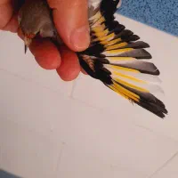 سهره ماده بزرگ شده قفس آروم و آماده،چند پرسفید