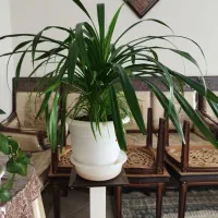 فروش گل پاندانوس|گل و گیاه طبیعی|اصفهان, شاهزاده ابراهیم|دیوار