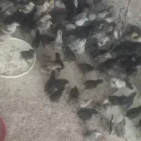 جوجه محلی اصل اصل