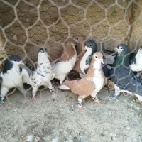 شهری،یال،چپ،راست|پرنده|شیراز, شریف‌آباد|دیوار