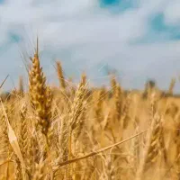 گندم