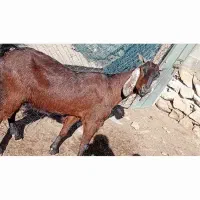 بز دورگ پاکستانی