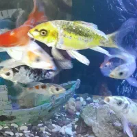 کوی تری کالر باله شیری