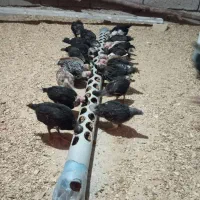 مرغ|حیوانات مزرعه|اندیمشک, |دیوار