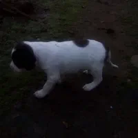 توله شکاری‌اصل‌‌