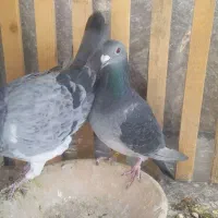 کبوتر پلاکی|پرنده|مرودشت, ژیان|دیوار