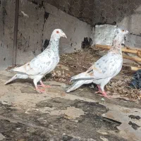 کبوتر|پرنده|شال, |دیوار