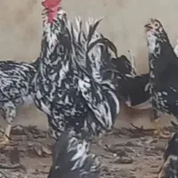 تخم نطفه دار گلین