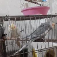 یک جفت عروس هلندی مولد