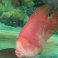 ماهی و لجن خوار|ماهی|یزد, |دیوار