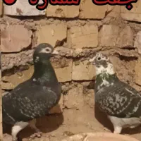 کبوتر یا کفتر آلمانی|پرنده|سلیمان, |دیوار