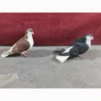 کبوتر رنگی نقش|پرنده|میانه, |دیوار