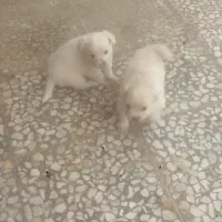 پاپ سک