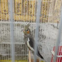 عروس هلندی|پرنده|بوشهر, |دیوار