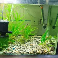 آکواریوم کامل|ماهی|زنجان, |دیوار