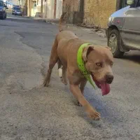 سگ پیتبول اصل آمریکایی