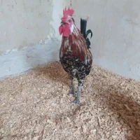 خروس شهری کالینگی|حیوانات مزرعه|قشم, |دیوار