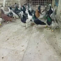 کبوتر|پرنده|شیراز, نصر|دیوار