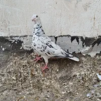 کوهی|پرنده|شوشتر, |دیوار