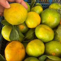 نارنگی ژاپنی ساری