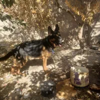 سگ کینگ،،|سگ|درب بهشت, |دیوار