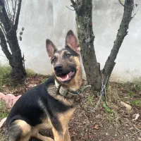 سگ ژرمن ورک لاین