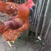 خروس سنگین وزن بزرگ|حیوانات مزرعه|سلمانشهر, |دیوار