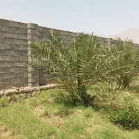 درخت نخل پیارم ۴ ساله و پاجوش زاهدی|خدمات باغبانی و درختکاری|بندرعباس, |دیوار