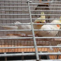 یک جفت مولد