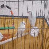 فروش سه پرنده بندرلنگه|پرنده|بندرلنگه, |دیوار