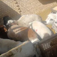 فروش گوسفند نژاد ترکی