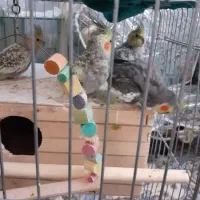 عروس هلندی|پرنده|ماهدشت, |دیوار