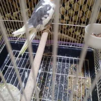 عروس هلندی|پرنده|کرج, شهرک فهمیده|دیوار