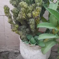 گل کاکتوس صخره ای
