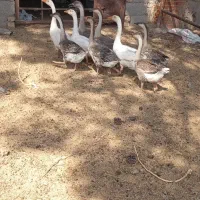 9عددغاز دورگ قوغاز درشت سنگین وزن