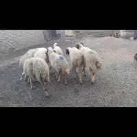 میش گوسفندابستن
