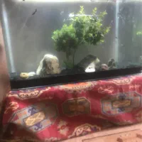 اکواریوم شیشه خم شرکتی|ماهی|مشهد, ادیب نیشابوری (شهرک غرب)|دیوار