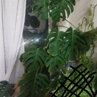 برگ انجیری سبز و ابلق|گل و گیاه طبیعی|تهران, حکیمیه|دیوار